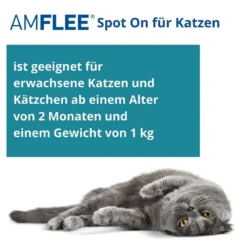 Amflee 50 mg Lösung zum Auftropfen für Katzen, 3 St