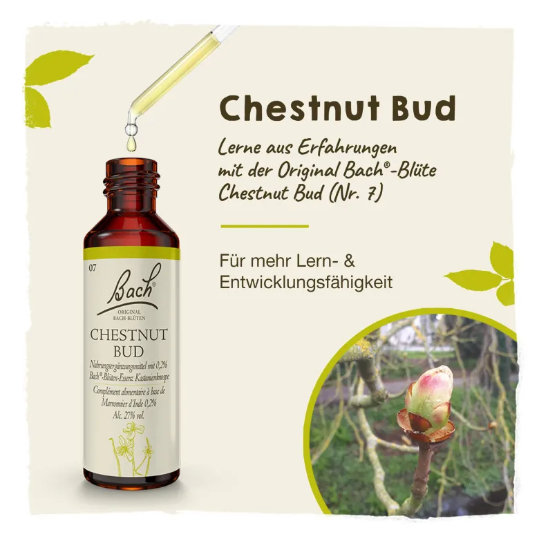 Bachblüte Chestnut Bud, 20 ml