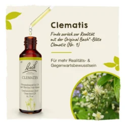 Bachblüte Clematis, 20 ml