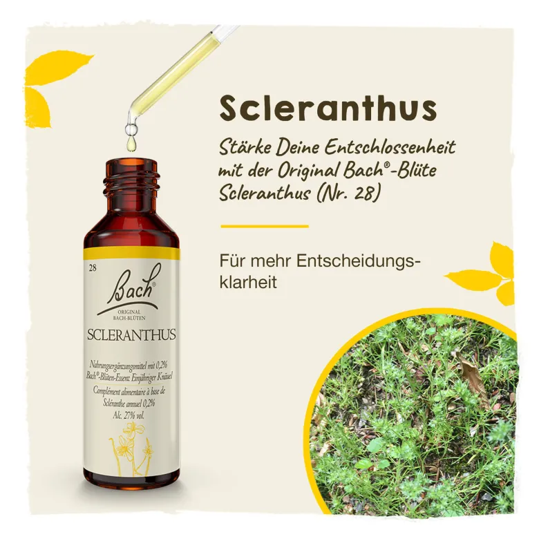 Bachblüte Scleranthus, 20 ml
