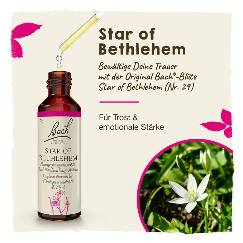 Bachblüte Star of Bethlehem, 20 ml