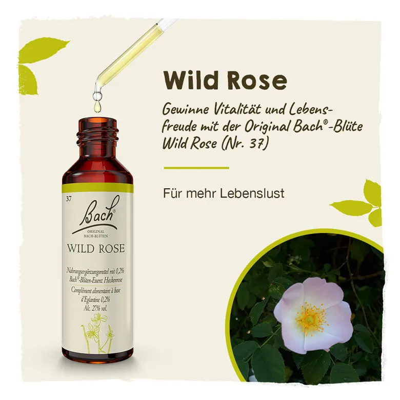 Bachblüte Wild Rose, 20 ml