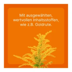 Solidago compositum ad us. vet., 10 St